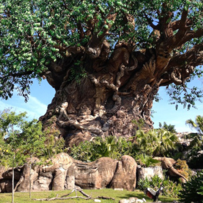 Walt Disney World – Animal Kingdom